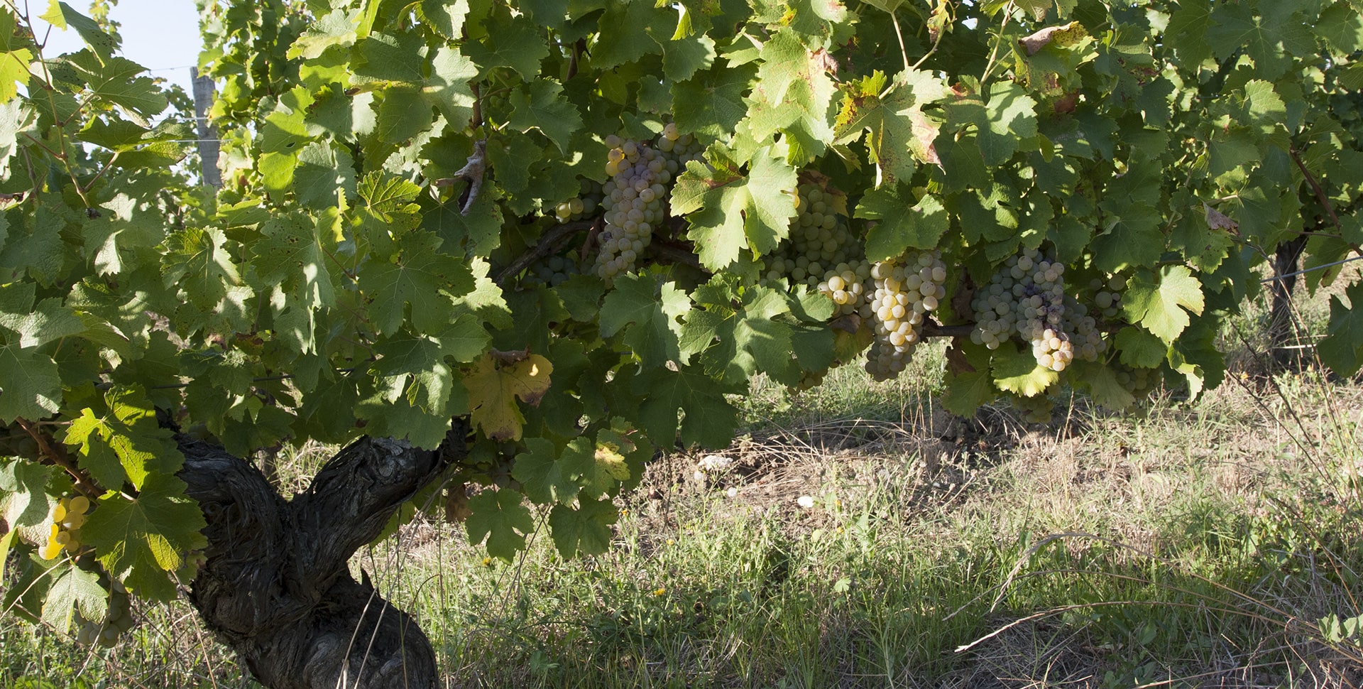 Chateau Cluzeau - Vins de Dordogne - Cepage blanc