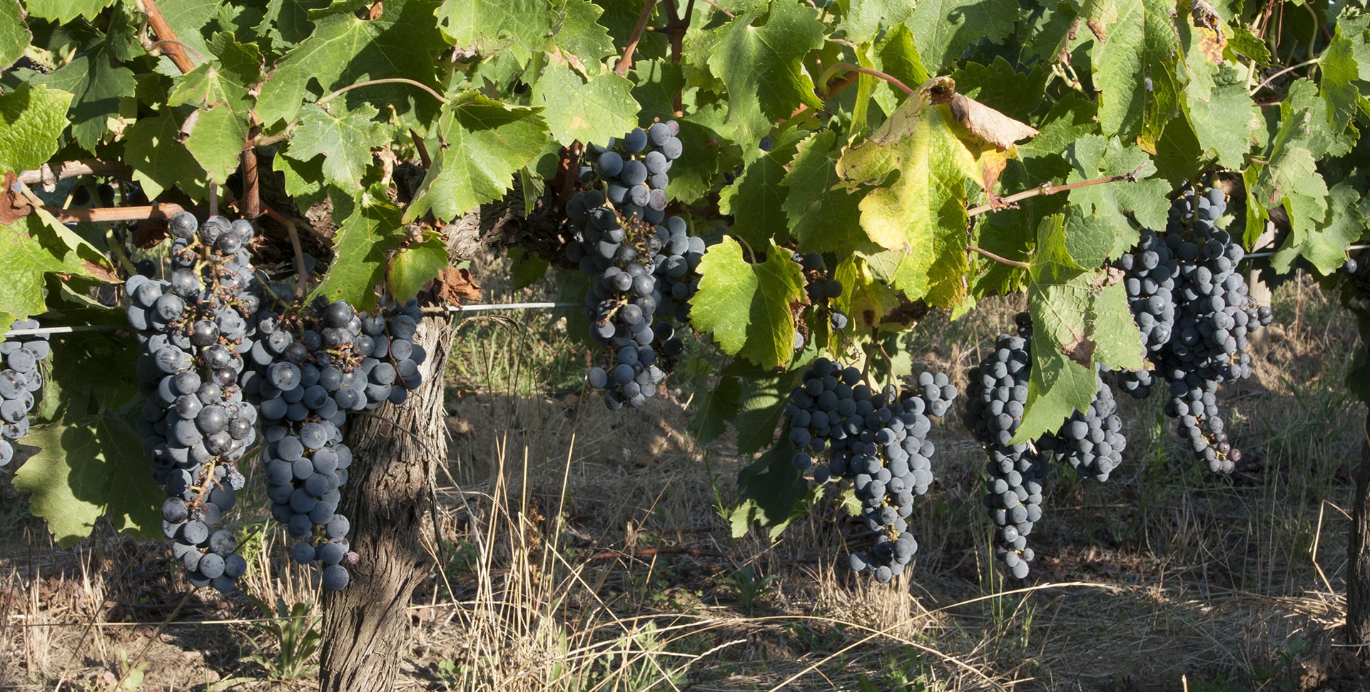 Chateau Cluzeau - Vins de Dordogne - Cepage rouge