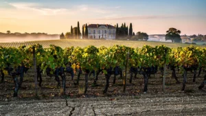 Vignoble Moulis Médoc au coucher du soleil avec château et rangées de vignes en 8K hyper-réaliste